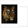Tiger study by Anonymous