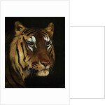 Tiger study by Anonymous
