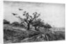 Arbre a Corbeaux by Charles François Daubigny