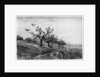 Arbre a Corbeaux by Charles François Daubigny