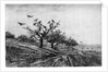 Arbre a Corbeaux by Charles François Daubigny