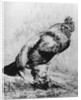 La Coq by Felix Bracquemond
