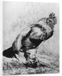 La Coq by Felix Bracquemond