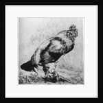 La Coq by Felix Bracquemond