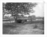 Cattle, Alipore, India by FL Peters