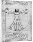Proportions of the human figure by Albrecht Dürer