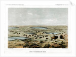 Herd of Bison Near Lake Jessie, North Dakota, USA by John Mix Stanley