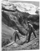 Peasant farmers haymaking at the glacier foot, Switzerland. 1936 by F Hutzli