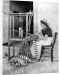Woman weaving with straw on a hand loom, Fiesole, near Florence, Italy by Donald McLeish
