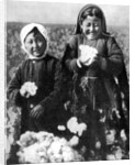 Girls in a cotton field, Kazakhstan by Anonymous