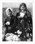 Girls in a cotton field, Kazakhstan by Anonymous
