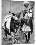 Hindu cow with sacred cow, India by Anonymous