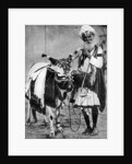 Hindu cow with sacred cow, India by Anonymous