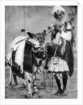 Hindu cow with sacred cow, India by Anonymous