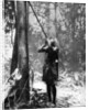 Pygmy tree dweller using a blow-gun, Malaya by Malayan Malayan Information Agency