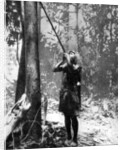 Pygmy tree dweller using a blow-gun, Malaya by Malayan Malayan Information Agency