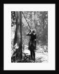 Pygmy tree dweller using a blow-gun, Malaya by Malayan Malayan Information Agency