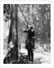 Pygmy tree dweller using a blow-gun, Malaya by Malayan Malayan Information Agency