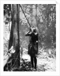 Pygmy tree dweller using a blow-gun, Malaya by Malayan Malayan Information Agency
