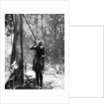 Pygmy tree dweller using a blow-gun, Malaya by Malayan Malayan Information Agency