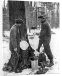 Tapping for maple syrup, Canada by Canadian Government