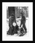 Tapping for maple syrup, Canada by Canadian Government