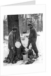 Tapping for maple syrup, Canada by Canadian Government