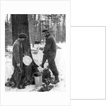 Tapping for maple syrup, Canada by Canadian Government