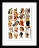 Women's hats of different classes of society by Thurwanger Freres