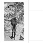 An emu man performing the sacred totem of his group, Australia by Spencer and Gillen