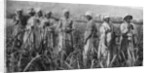 Women tending young sugar canes in Jamaica by Anonymous