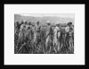 Women tending young sugar canes in Jamaica by Anonymous