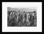 Women tending young sugar canes in Jamaica by Anonymous