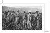 Women tending young sugar canes in Jamaica by Anonymous