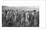 Women tending young sugar canes in Jamaica by Anonymous