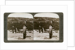 The village of Imwas (Emmaus), Palestine by Underwood & Underwood