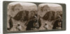 Mount of Moses, where the law was given to Israel's leader, the Sinai wilderness by Underwood & Underwood