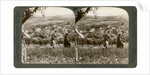 Bethany, as seen from the eastern slope of the Mount of Olives, Palestine by Underwood & Underwood