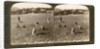 Gathering tares from wheat in the stony fields of Bethel (Baytin), Palestine by Underwood & Underwood