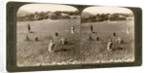Gathering tares from wheat in the stony fields of Bethel (Baytin), Palestine by Underwood & Underwood