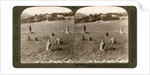 Gathering tares from wheat in the stony fields of Bethel (Baytin), Palestine by Underwood & Underwood