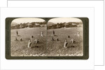 Gathering tares from wheat in the stony fields of Bethel (Baytin), Palestine by Underwood & Underwood