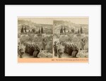 The garden of Gethsemane and the Mount of Olives, Palestine by BW Kilburn