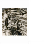 Feeding silk worms their breakfast of mulberry leaves, Lebanon mountains, Syria by Underwood & Underwood