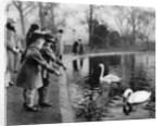 Children feeding the swans on the Serpentine, London by Anonymous