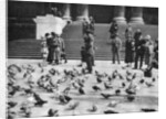 Pigeons in Trafalgar Square, London by Anonymous