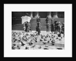 Pigeons in Trafalgar Square, London by Anonymous