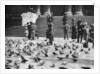Pigeons in Trafalgar Square, London by Anonymous