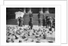Pigeons in Trafalgar Square, London by Anonymous