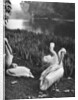 The pelicans of St James's Park, London by McLeish